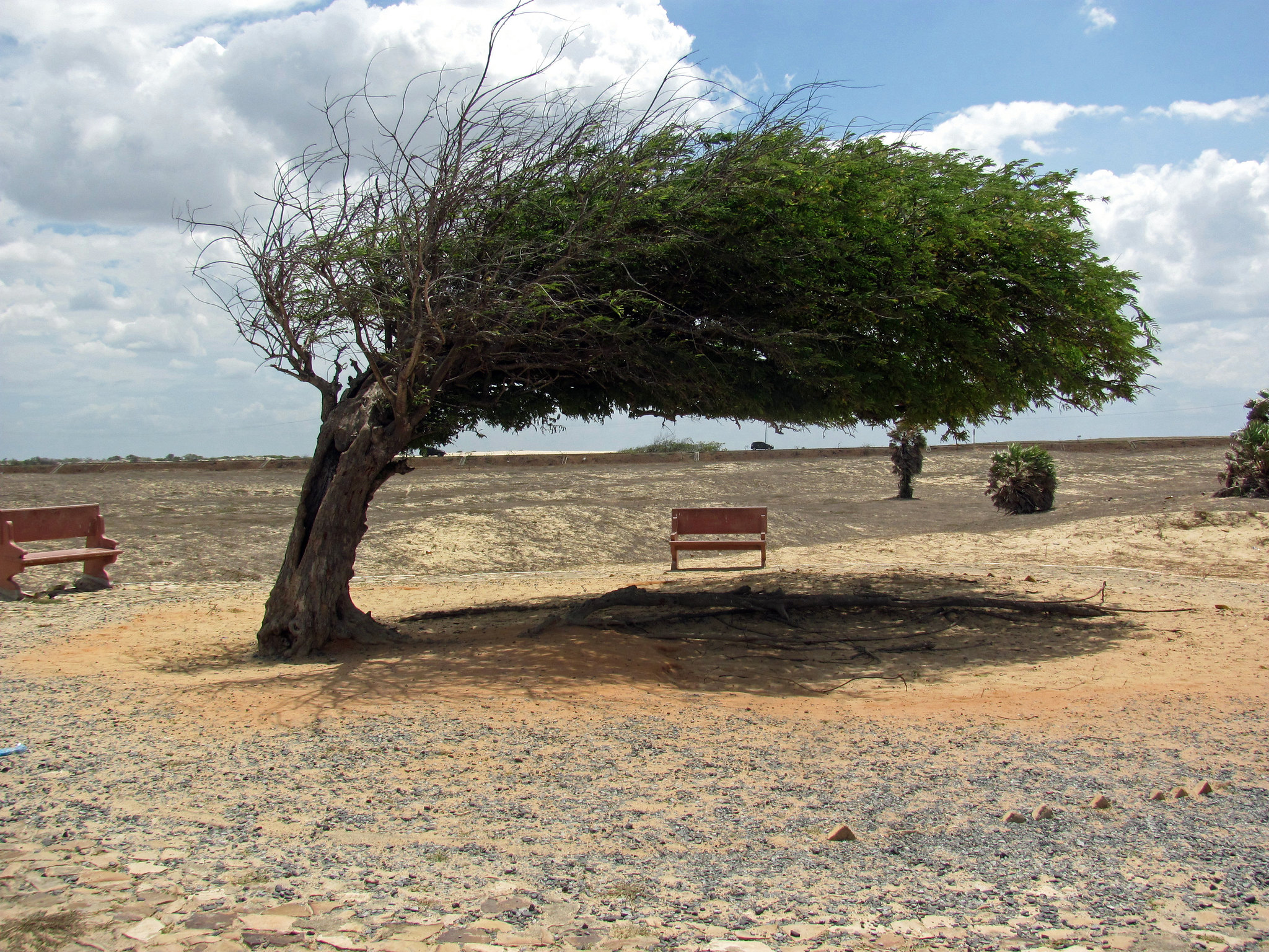 Árvore da preguiça, Jericoacoara