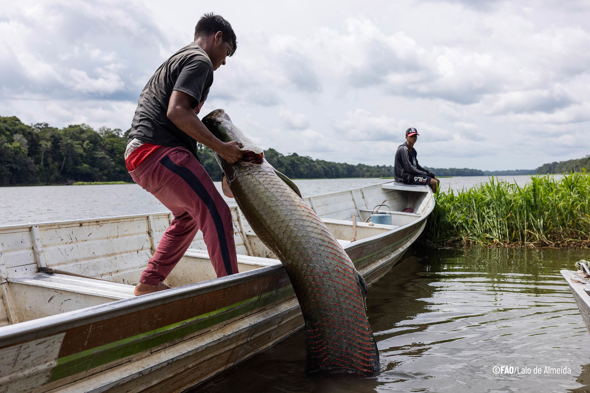 Pesca do Pirarucu, Amazônia