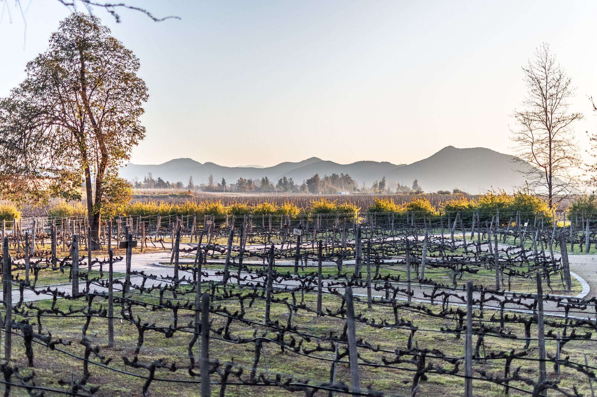 vinhedo chile